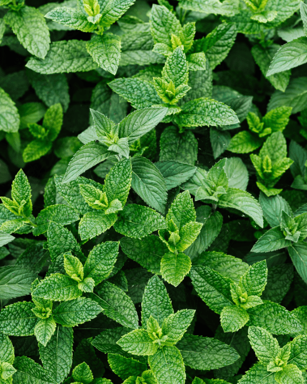 Mint Leaves Close Up in Garden