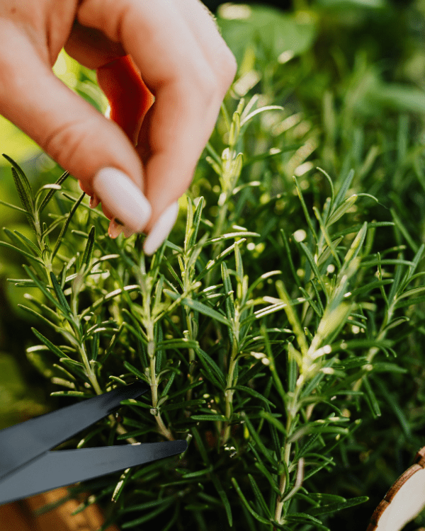 5 Easy Garden Herbs Rosemary Cutting
