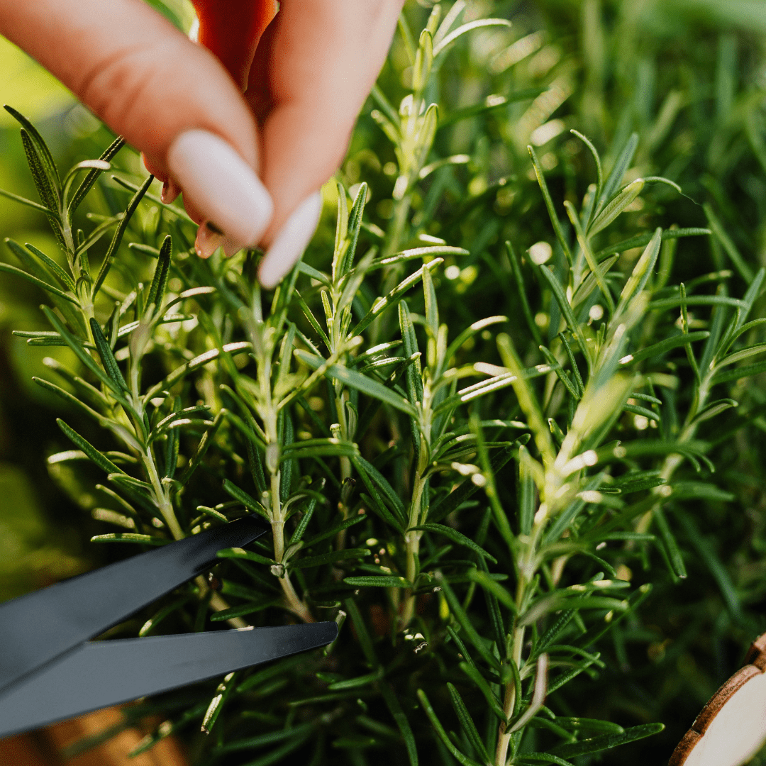 5 Easy Herbs Feature