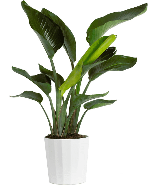 Houswarming Gift Guide: House Plant