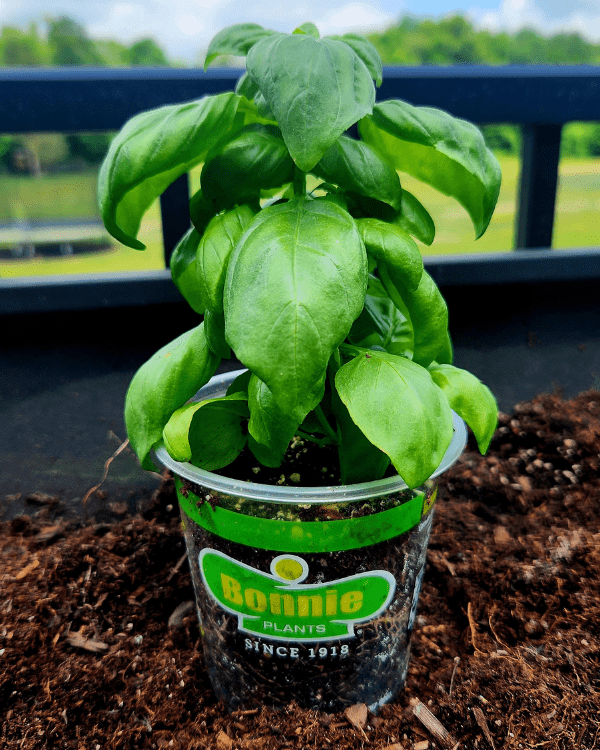 Easy Garden Herbs Basil before being planted