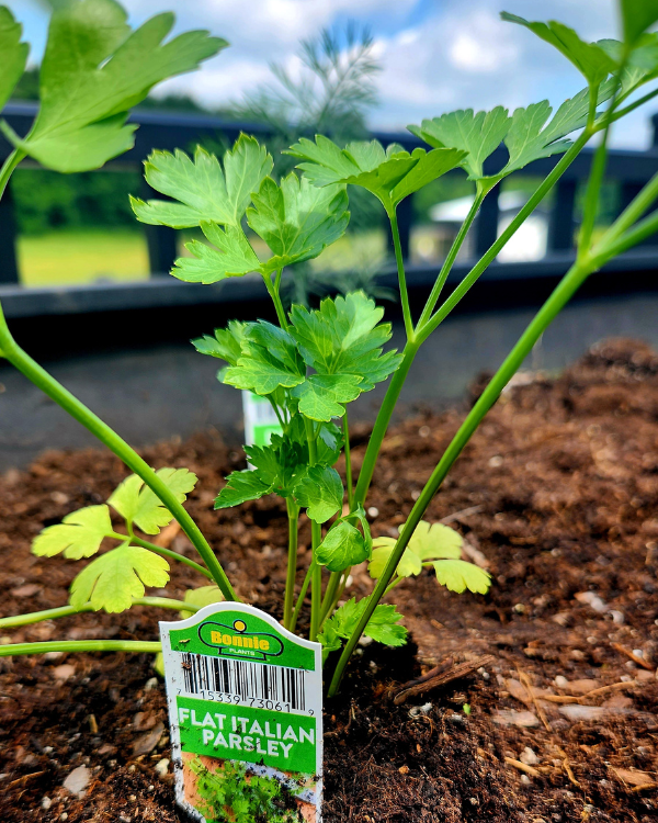 Easy Garden Herbs Flat Italian Parsley Planted