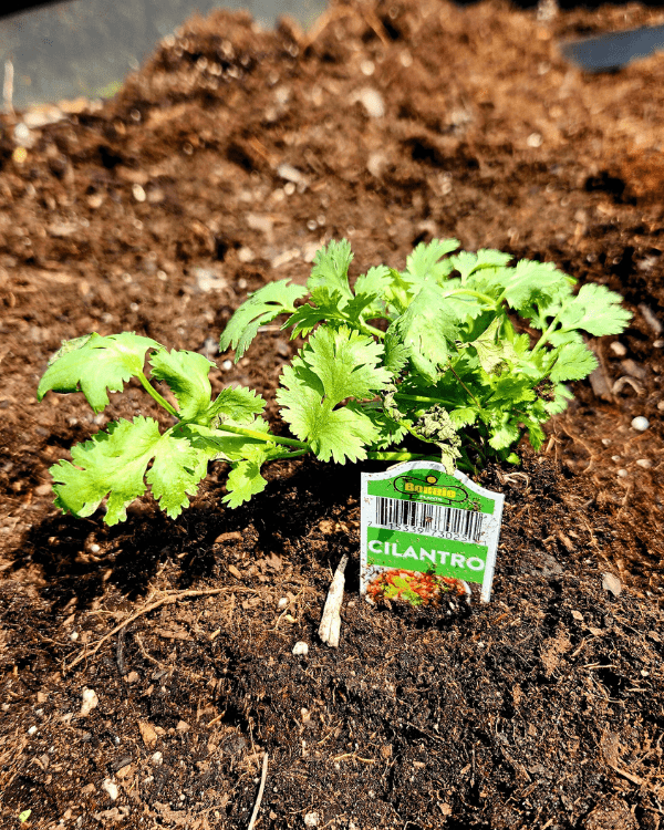 Easy Garden Herbs Cilantro