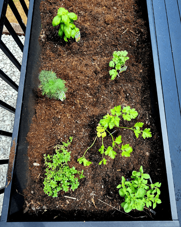 Easy Garden Herbs Finished Box