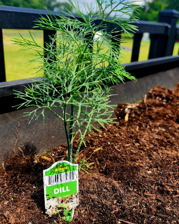 Easy Garden Herbs Dill