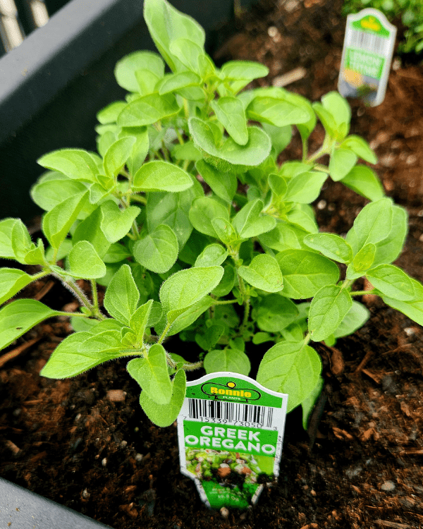 Greek Oregano in Garden Box