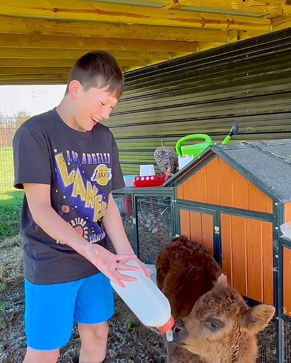 easton feeding cow