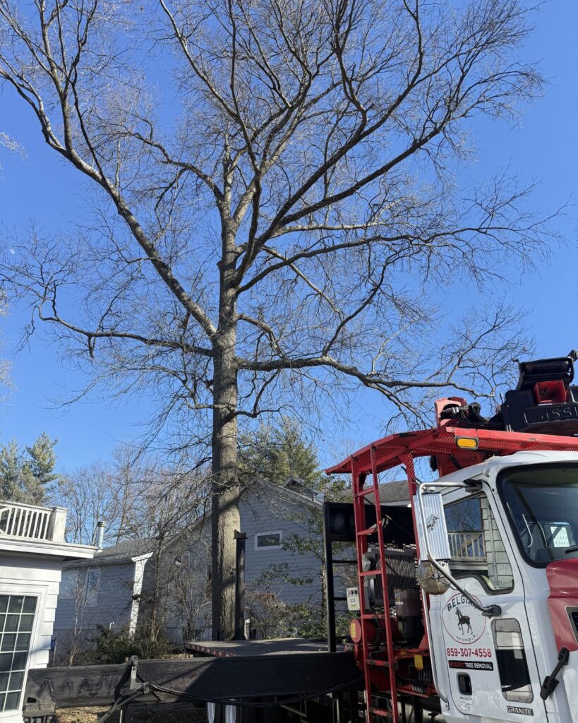renovation removing trees and sunroom