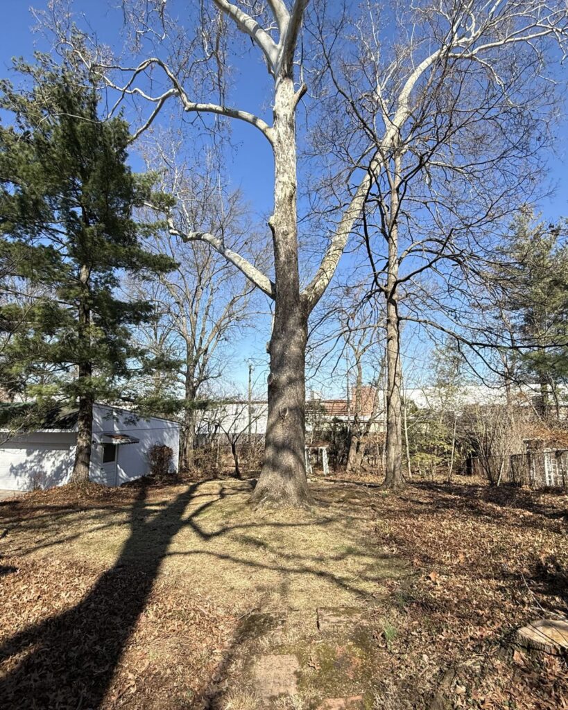 renovation tree removal