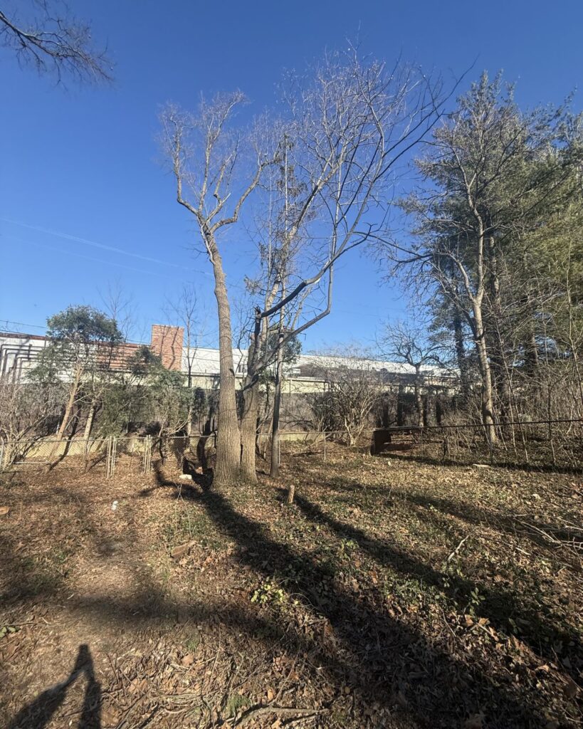 renovation removing trees and sunroom